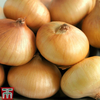 Onion 