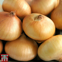 Onion 