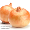 Onion 