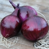 Onion 
