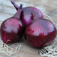 Onion 