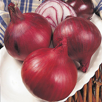 Onion 