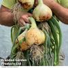 Onion 