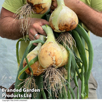 Onion 