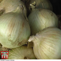 Onion 