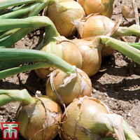 Onion 