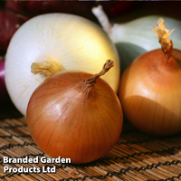 Onion 