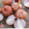 Onion 