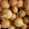 Onion 