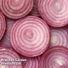 Onion 