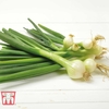 Onion 