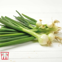 Onion 