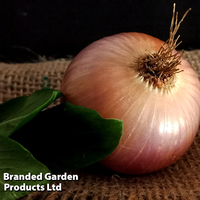 Onion 