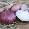 Onion 
