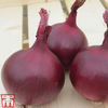 Onion 