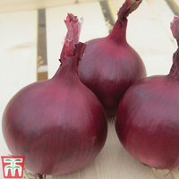 Onion 