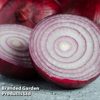 Onion 
