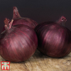 Onion 