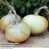 Onion 