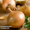 Onion 