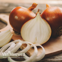 Onion 