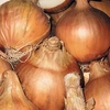 Onion 