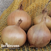 Onion 