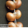 Onion 