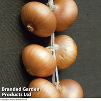 Onion 
