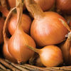 Onion 