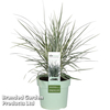 Ophiopogon japonicus 