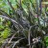 Ophiopogon planiscapus 