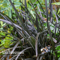 Ophiopogon planiscapus 