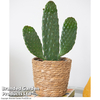 Opuntia rubescens 