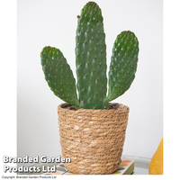 Opuntia rubescens 