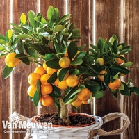 Orange Tree