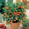 Orange Tree