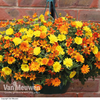 Oranges & Lemons Mix