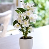 Orchid Apollon (House Plant)