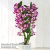 Orchid 