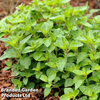 Oregano 