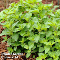 Oregano 