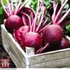 Organic Beetroot 