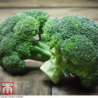 Organic Broccoli 