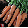 Organic Carrot 