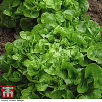 Organic Lettuce 