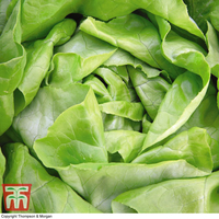 Organic Lettuce 