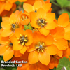 Ornithogalum dubium