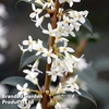 Osmanthus x burkwoodii