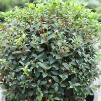 Osmanthus x burkwoodii
